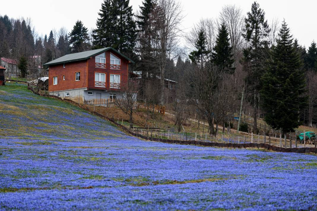 Türkiye'nin gizli cenneti mor renge büründü - Resim: 1